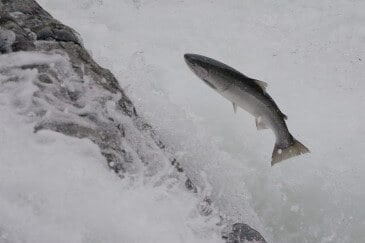 GoFlo intake screen features - meets tough fish and eel screening requirements